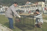 最近本縣頻傳犬隻攻擊事件,建設局提醒犬隻飼主應確實圈養,不可任意放養。另外,為減少野犬危害,建設局目前已加強各鄉之佈籠作業,並籲請民眾切勿自行釋放被捕犬隻。(圖/文:張登傑)