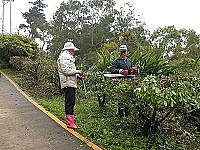 　北竿山線主幹道實施大規模行道樹修剪作業。（圖／文：陳鵬雄）