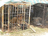 　北高指揮部實施限狗政策，多餘的狗交由公所處理。（圖／文：陳鵬雄）