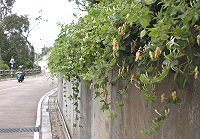 香氣大道／圖與文：陳其敏