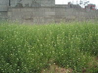 　在馬祖，民眾習慣將薺菜燒煮成涼茶飲用。（圖／文：林冰芳）