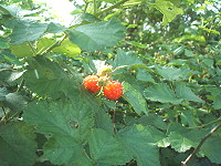 　紅梅消鮮紅的果實很容易就可以找到它。（圖／文：林冰芳）