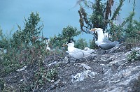 北竿三連嶼燕鷗保護區經調查,神話之鳥-黑嘴端鳳頭燕鷗再現芳蹤。(圖:連江縣政府建設局提供)