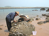 　美味野生蚵。（圖／文：陳鵬雄）