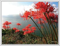 紅花石蒜/李俊偉