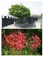 縣樹「海桐」、縣花「紅花石蒜」。(圖:縣府建設局提供)