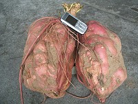 　連體嬰地瓜王。（圖／文：林冰芳）