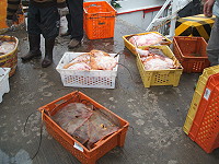　三百多斤的魟魚漁獲還是比不上鮸魚來的受歡迎。（圖／文：林冰芳）