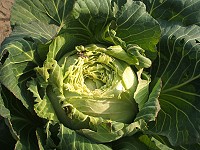 　麻雀也愛吃青菜，還主動的幫高麗菜換上「中空裝」。（圖／文：林冰芳）
