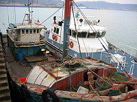 海巡隊押回越區捕魚大陸漁船。(圖:海巡隊提供)