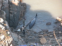 　北竿&#22338;里後浪坡垃圾場下方澳口，發現一隻已死亡的海豚。（圖／文：陳鵬雄）