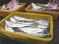 　北竿漁民白力魚豐收，在市面上是搶手貨。（圖／文：陳鵬雄）