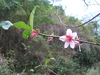 花也開了／圖與文：林冰芳