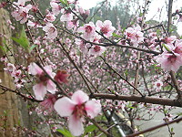 　馬祖海上桃花源。（圖／文：陳鵬雄）