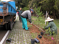 　建設局積極進行南竿山線道路杜鵑花補植工作，趕在花朵綻放前預約繽紛嬌姿。（圖／文：曹重偉）
