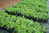 　東引今年的植樹還是以海桐為主要的栽植選擇。（圖／文：陳其敏）
