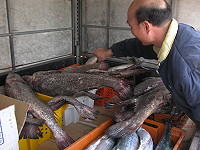　北竿漁民鮸魚豐收，在南竿碼頭引起一陣騷動。（圖／文：陳鵬雄）