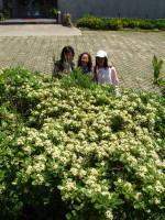 認識行道樹花─海桐。(圖/文:邱竟瑋)