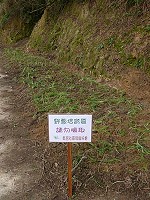 東莒社區發展協會今年推廣麥蔥培育區。(圖:王建華提供)