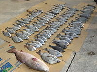 2007北竿大坵磯釣大賽。（圖／文：陳鵬雄、北竿鄉公所）