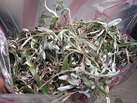 　草地尋寶。（圖／文：陳鵬雄）