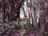 在大坵竹林中發現一頭梅花鹿,一位學生拍下珍貴畫面。(圖:王妍驊提供)