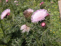　認識馬祖藥用植物－南國薊。（圖／文：陳鵬雄）
