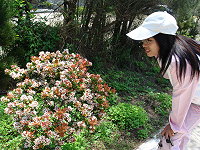 認識行道樹花─石斑木　圖與文：邱竟瑋