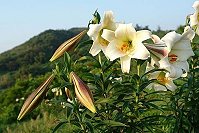 想要親眼目睹百合花海的魅力,請加入2007百合花季活動。(圖/文:林冰芳)