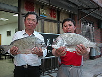 　天天都有「大傢伙」。（圖與文：陳鵬雄）