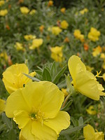 　北竿塘岐沙地隨處可見月見草花開滿地。（圖／文：陳鵬雄）