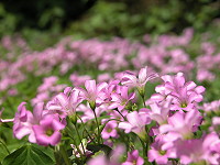 　紫花地丁。（圖與文：陳鵬雄）