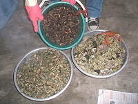 　傾「潮」而出的蚵岩螺讓撿螺人扛得好開心。（圖／文：林冰芳）