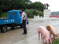 三隻小豬逛大街!南竿警察所立即出動員警到場指揮交通,不少民眾開車經過都是莞爾一笑。(圖/文:曹重偉)