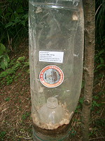 　南竿山線道路往馬港一具黑角舞蛾誘蟲器，已獵捕上百隻雄性黑角舞蛾。（圖／文：邱竟瑋）