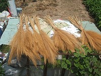 　經過陽光曝曬、修整後，老人家親手製作的芒花掃把就完成了。（圖／文：林冰芳）