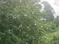 　認識行道樹花-銀合歡。（圖／文：邱竟瑋）