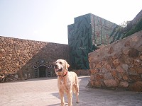 　再度走失被領回的黃金獵犬A-ROD，在津沙鐵血碉堡前站崗。（圖／文：邱竟瑋）