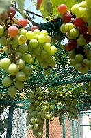 本土葡萄／圖與文：陳其敏