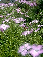 紫色夏天／圖與文：陳其敏 