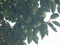 　北竿罕見的柿子樹今年又見結果纍纍。（圖／文：陳鵬雄）