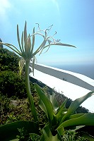 　白花石蒜。（圖／文：陳其敏）