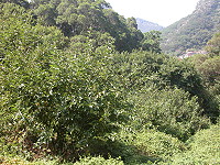 　北竿羽球館後方山坡有一大片桑椹樹，民眾建議規劃成園。（圖／文：陳鵬雄）
