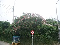 認識行道樹花－夾竹桃／圖與文：邱竟瑋