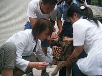 　縣府建設局展開年度犬隻義診，一隻狼犬在畜牧中心接受狂犬病疫苗注射。（圖／文：邱竟瑋）
