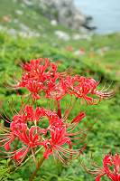 東引海岸山坡的紅花石蒜正燦爛。（圖／文：陳其敏）