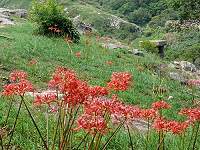 　東莒魚路古道紅花石蒜盛開。（圖：東莒社協提供）
