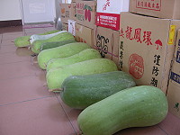 　農民生產過剩的冬瓜堆置在家中。（圖／文：陳鵬雄）
