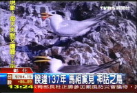 黑嘴端鳳頭燕鷗在一場國際海鳥會議中,成為國內各大媒體的焦點。(圖:TVBS提供)