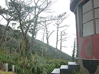 　北竿莒光堡附近松樹疑似感染松材線蟲大量枯死。（圖／文：陳鵬雄）